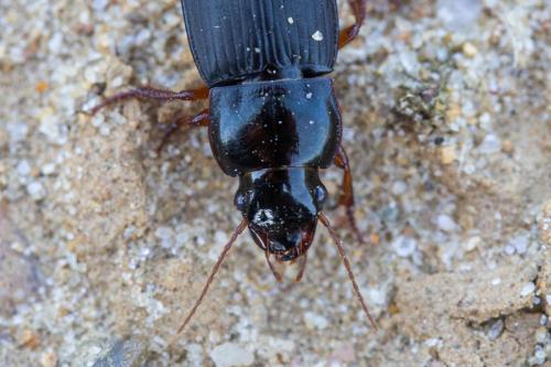 Réf. 251 589 : Harpalus rubripes